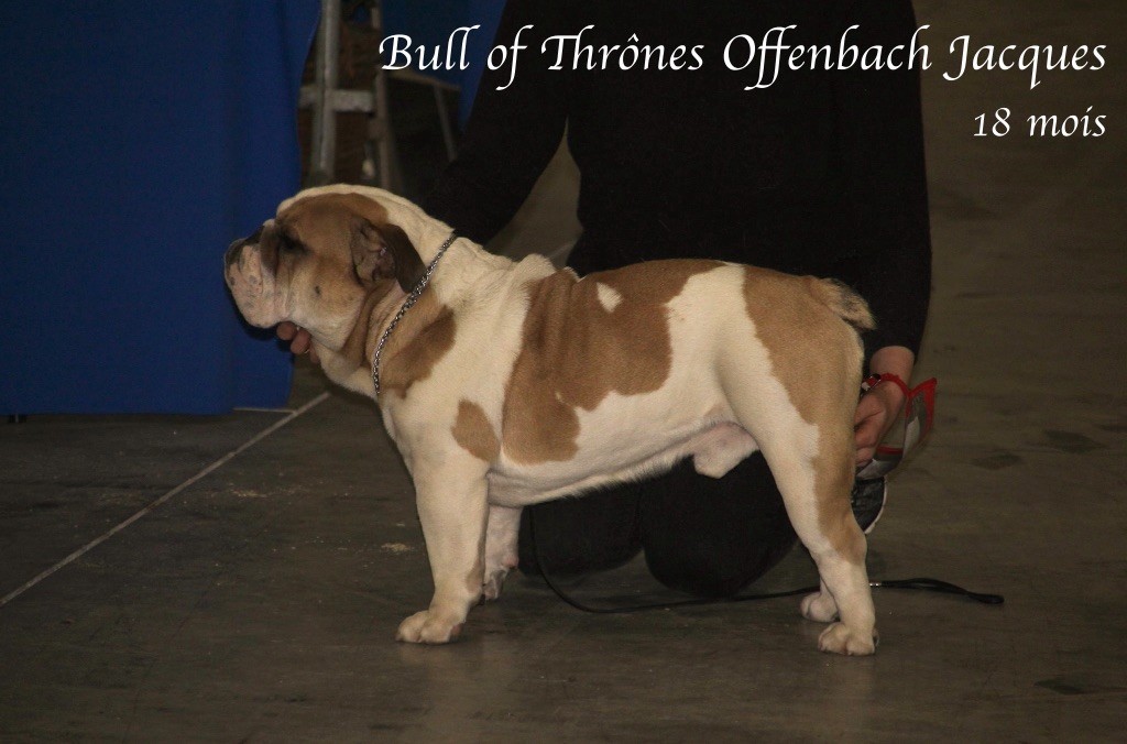 Bull Of Thrônes Offenbach jacques