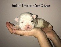 Bull Of Thrônes - Bulldog Anglais - Portée née le 21/11/2017